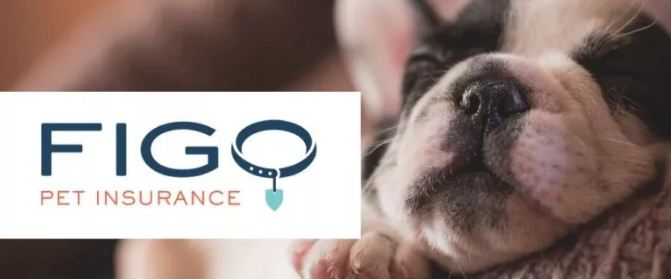Figo Pet Insurance